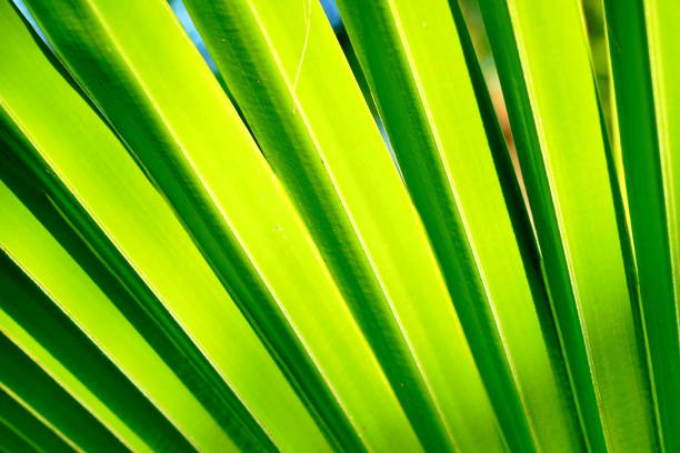 istock Leaf vein of Borassus flabellifer tree 1187036748