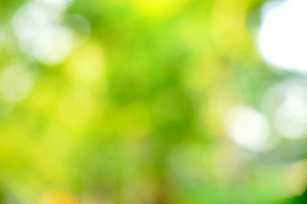 istock Green bokeh background from nature 1187036923
