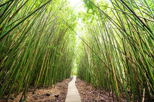 Pipiwai Hiking Trail Through Bamboo Forest in Haleakala National Park on Maui