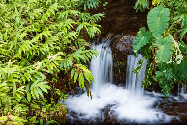 piccola cascata che scorre attraverso lussureggianti piante verdi sulla grande isola alle hawaii - hawaii islands big island waterfall nobody foto e immagini stock