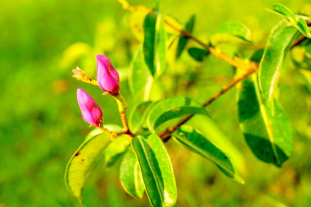 grandi fiori rosa caldo - plant white magnolia tulip tree foto e immagini stock