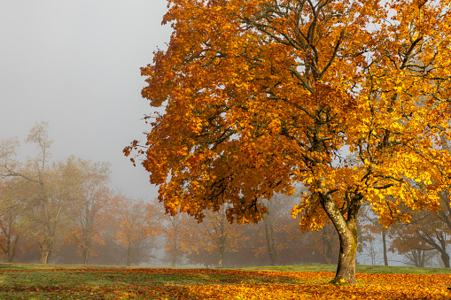 A foggy autumn morning at Rooster Rock State park in the Columbia River Gorge, Oregon.