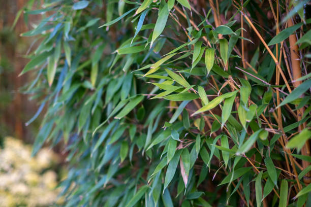 Bamboo tree leaves hedge thicket Bamboo tree leaves hedge thicket bamboo plant stock pictures, royalty-free photos & images