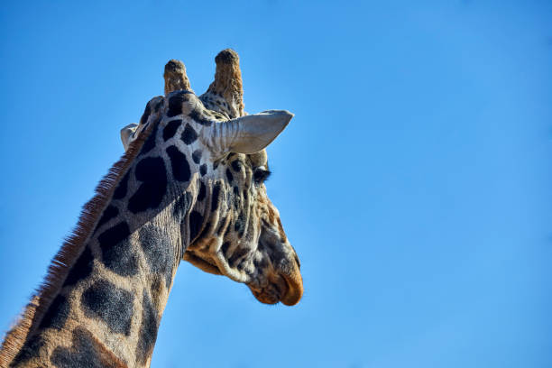 istock Profile of a Giraffe 1187040778