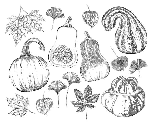 wektor rysunek atramentu fall dynie, squash, liście, winorośl i więcej - dynia piżmowa stock illustrations