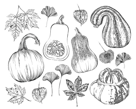 Vector Ink Drawing of Fall Pumpkins, Squash, Leaves, Vines and More