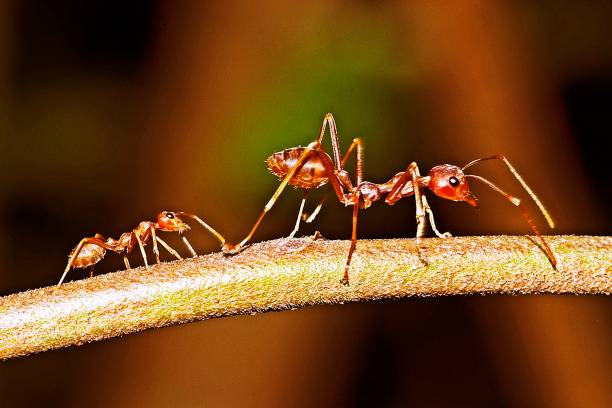 istock Ant and small ant walking on branch. 1187041634