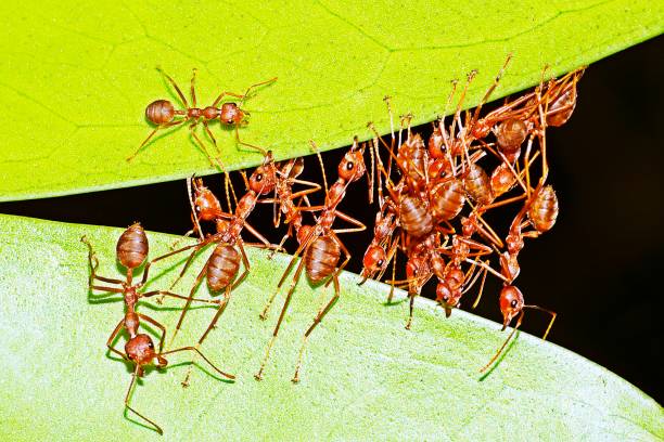 istock Ants stretching legs , biting leaf , building nest. 1187042369