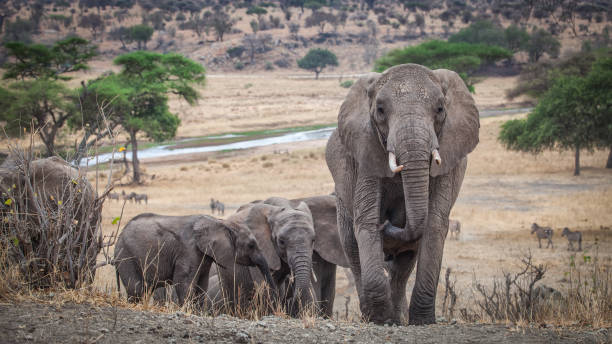 African elephant family roaming in Tanzania green savanah during rainy season