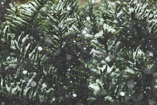 Caída de nieve fría invierno Navidad copos de nieve textura sobre el árbol de pino de hoja perenne ramas de fondo photo