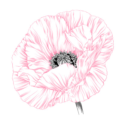 Poppy Ink Sketch Vector Illustration
