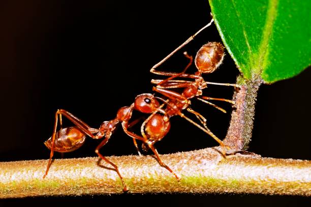 istock Ants hunting ant for food. 1187043868
