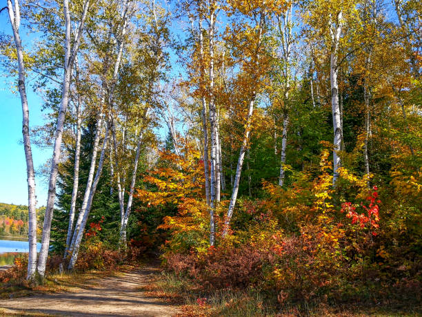 sugar maple trees en otoño en arrowhead lake, arrowhead provincial park of huntsville, ontario, canadá - arrowhead fotografías e imágenes de stock