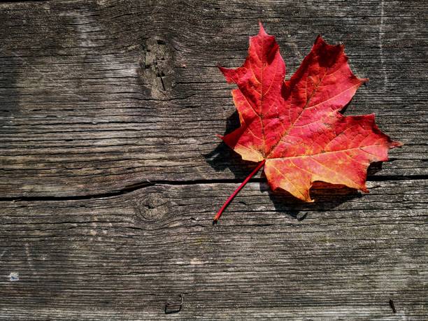 istock Autumn maple leaf on the picnic table,Ontario, Canada 1187043896