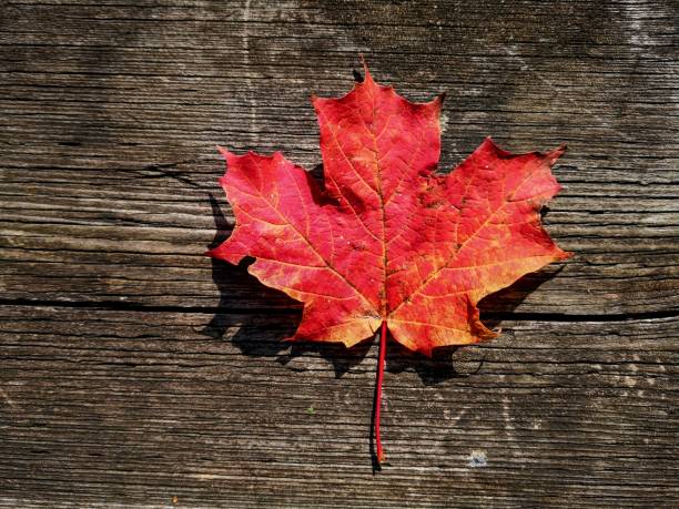 istock Autumn maple leaf on the picnic table,Ontario, Canada 1187044445