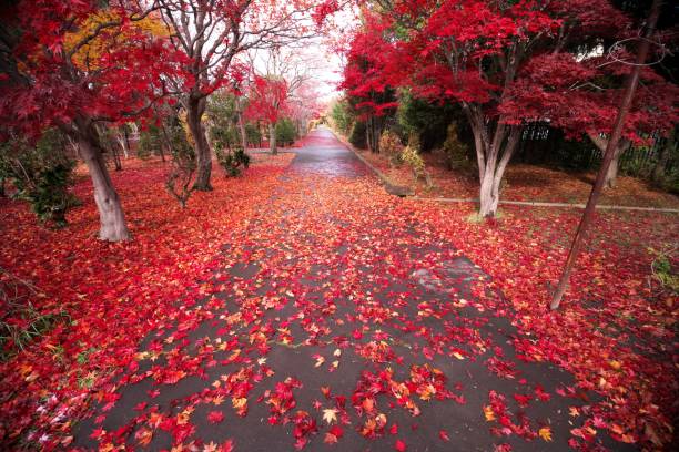 istock Nomura Momiji dyed in red 1187044726