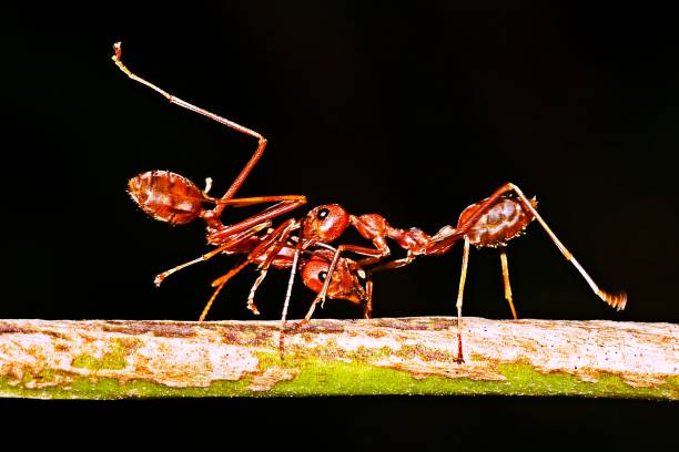 istock Ants hunting ant for food. 1187047076