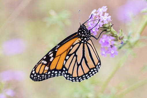 Wanderer Butterfly feeding on flowr nectar