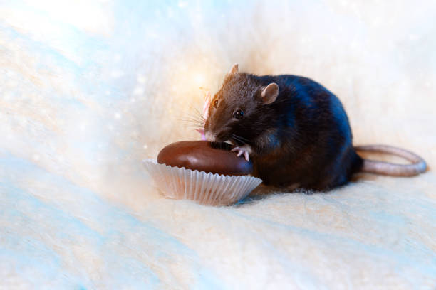 a rat celebrates his birthday and eats a cake with a candle on a light background