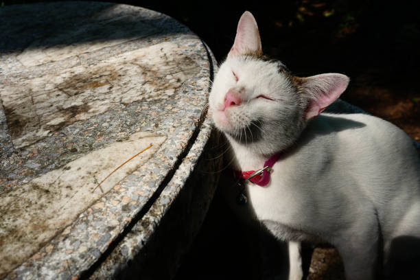 White and gray domestic short hair cat rubbing his cheek against a concrete table, The cat's eyes closed with a red collar on black color background