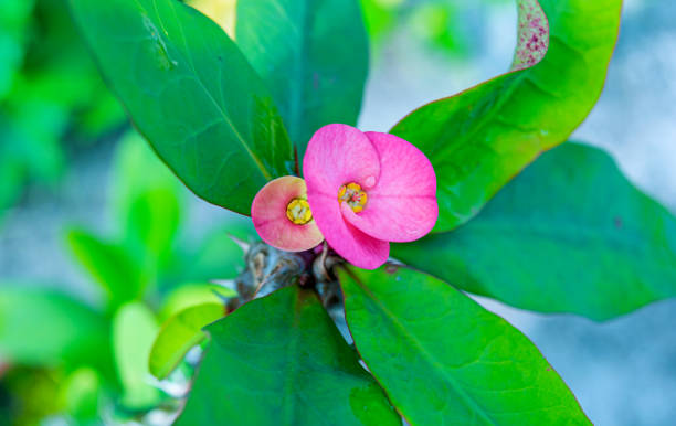 istock Pink Euphorbia milii flower blooming in a keep. 1187055643
