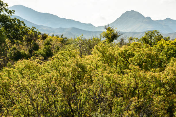 Australian heath or shrubland habitat commonly seen in the Sydneys Blue Mountains National Park region. Rocky outcrop in the foreground. Low lying fog and dramatic sky in the distance.