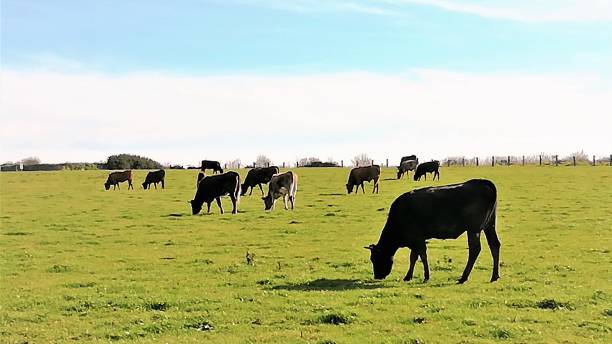 istock countryside and animals 1187063784