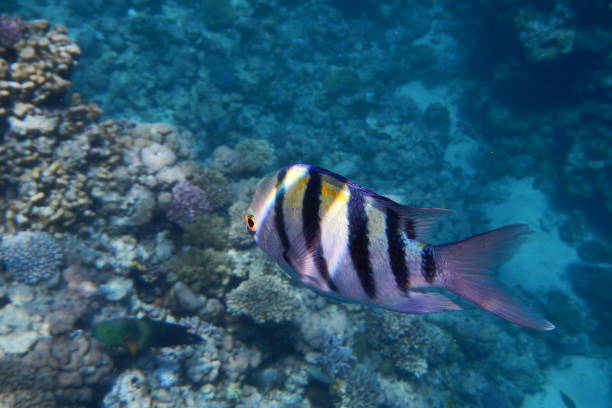 istock Sergeant Majors (Abudefduf saxatilis) swims in the Red Sea among corals 1187063894
