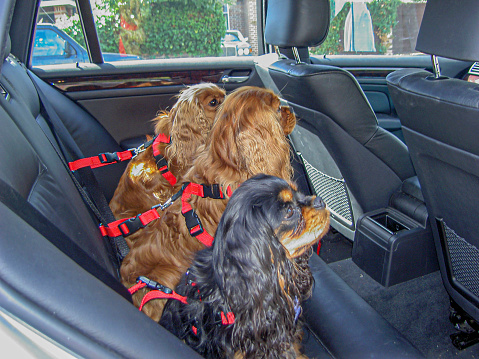 Three Cavalier King Charles Spaniels, bucked up with seat belts in the back seat of car, ready for a road trip
