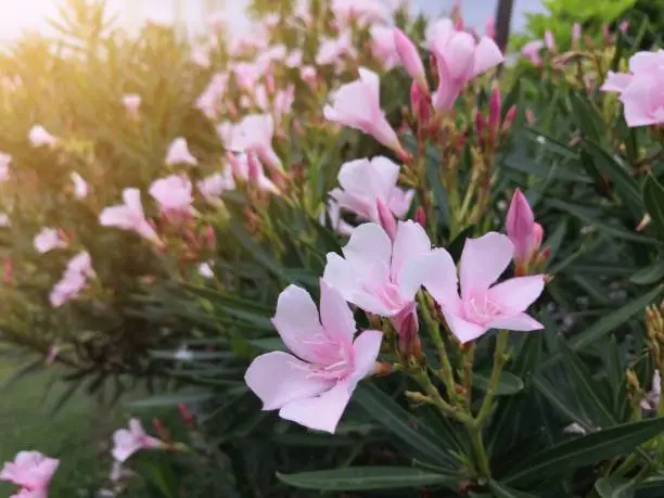 Photo of Beautiful Pink oleander branch.Bouquet of flowers.Floral background.