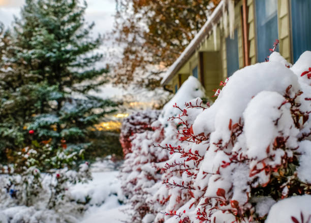 arbustos rojos cubiertos de nieve frente a la casa del medio oeste - burning bush fotografías e imágenes de stock