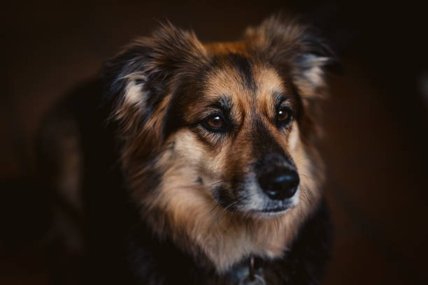 istock Dog Portrait 1187068801