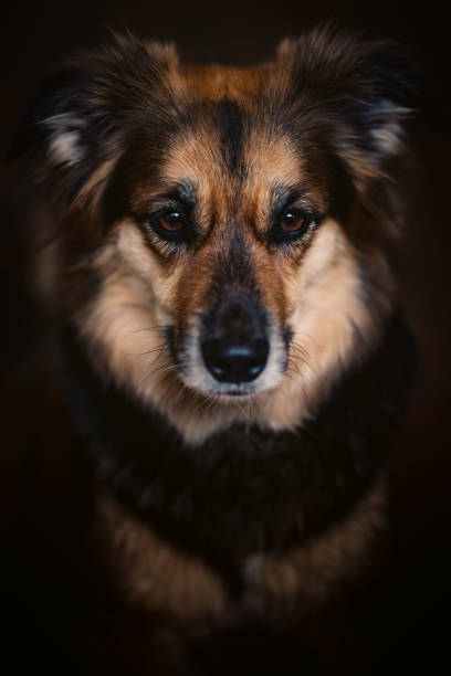 istock Dog Portrait 1187068825