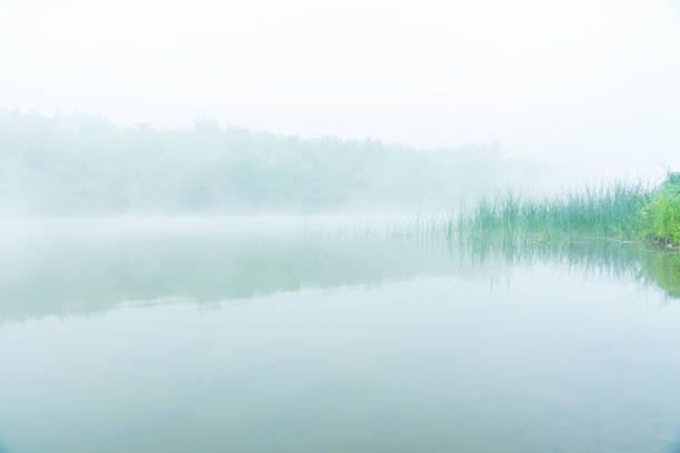 Calm river with forest in misty morning