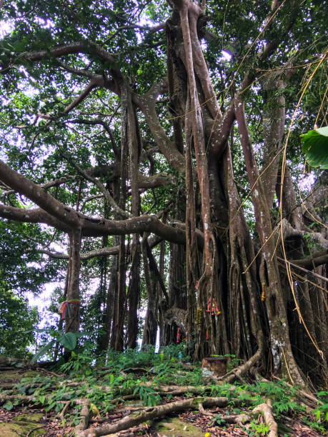 istock Khao Luang Sukhothai Call this point 