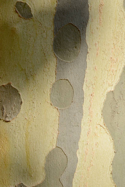 texture of bark on background - n64 imagens e fotografias de stock