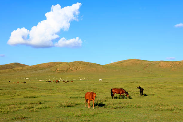 istock The horses in the grasslands 1187070295