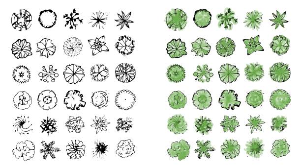 różne drzewa, krzewy i krzewy, widok z góry na plan projektowania krajobrazu. ilustracja wektorowa, odizolowana na białym tle. - treetop stock illustrations
