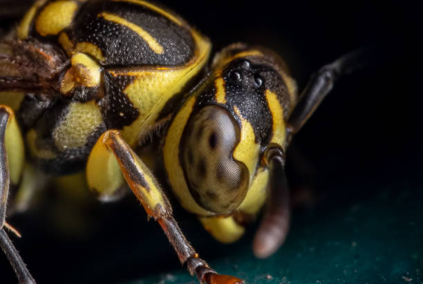 istock Macro Photo of Wasp on Turquoise Floor 1187071452