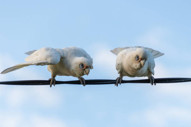 istock Birds on a wire - Long-billed Corellas showing off 1187073322