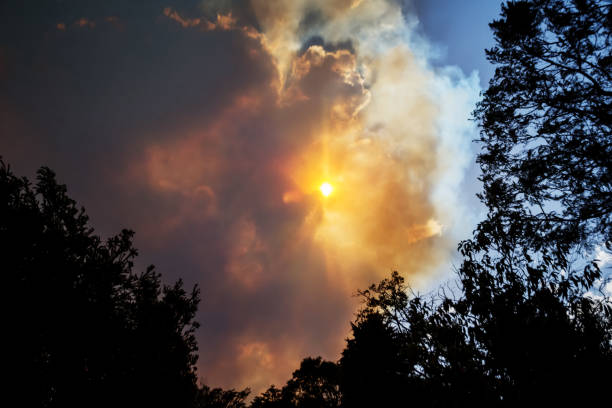 Photo of Australian bushfire: trees silhouettes and smoke from bushfires covers the sky and glowing sun barely seen through the smoke. Catastrophic fire danger, NSW, Australia