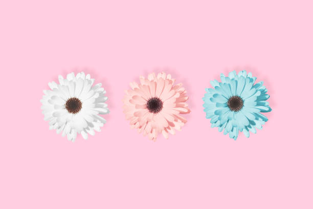istock Three daisies, chamomile or gerbera at pastel pink background. 1187075864
