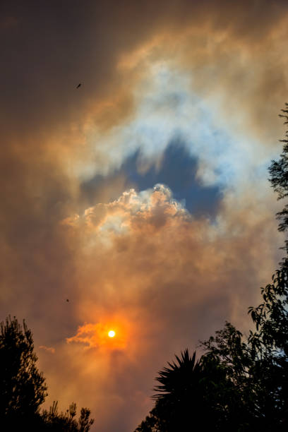 fuego de arbustos australianos: las siluetas de los árboles y el humo de los incendios forestales cubren el cielo y el sol resplandeciente apenas se ve a través del humo. peligro de incendio catastrófico, nsw, australia - tree branch burnt silhouette fotografías e imágenes de stock