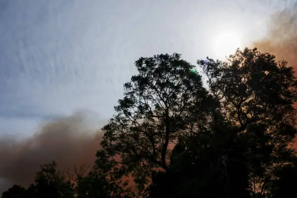 Photo of Australian bushfire: trees silhouettes and smoke from bushfires covers the sky and glowing sun barely seen through the smoke. Catastrophic fire danger, NSW, Australia