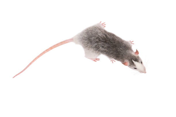 Young gray rat isolated on white background. Rodent pets. Young gray rat isolated on white background. Rodent pets. Domesticated rat close up. Top view on rat. Copy space rat photos stock pictures, royalty-free photos & images