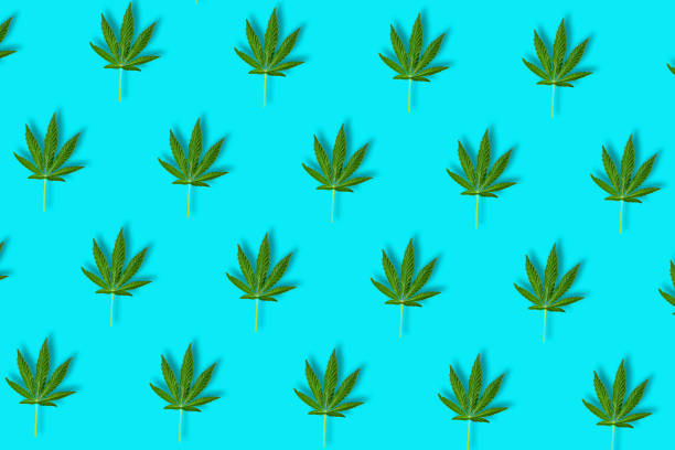 istock Hemp or cannabis leaf isolated on blue background. Top view, flat lay. 1187076031