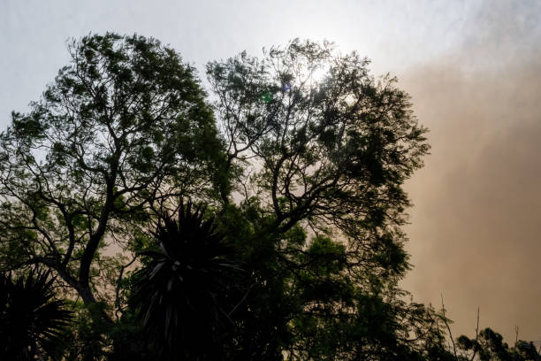 fuego de arbustos australianos: las siluetas de los árboles y el humo de los incendios forestales cubren el cielo y el sol resplandeciente apenas se ve a través del humo. peligro de incendio catastrófico, nsw, australia - tree branch burnt silhouette fotografías e imágenes de stock