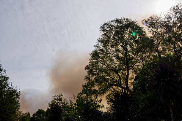 fuego de arbustos australianos: las siluetas de los árboles y el humo de los incendios forestales cubren el cielo y el sol resplandeciente apenas se ve a través del humo. peligro de incendio catastrófico, nsw, australia - tree branch burnt silhouette fotografías e imágenes de stock