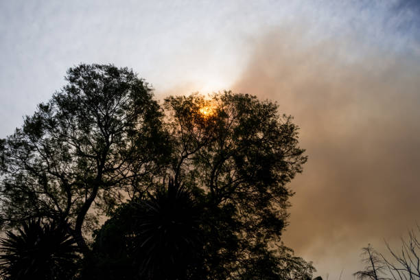 fuego de arbustos australianos: las siluetas de los árboles y el humo de los incendios forestales cubren el cielo y el sol resplandeciente apenas se ve a través del humo. peligro de incendio catastrófico, nsw, australia - tree branch burnt silhouette fotografías e imágenes de stock