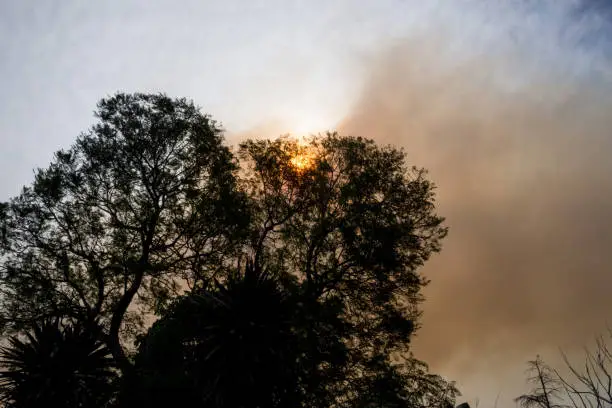 Photo of Australian bushfire: trees silhouettes and smoke from bushfires covers the sky and glowing sun barely seen through the smoke. Catastrophic fire danger, NSW, Australia